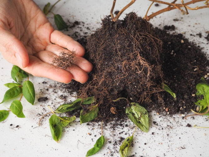 Carbon Farming